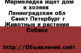 Мармеладка ищет дом и хозяев! - Ленинградская обл., Санкт-Петербург г. Животные и растения » Собаки   